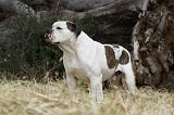 BOULEDOGUE AMERICAIN 089